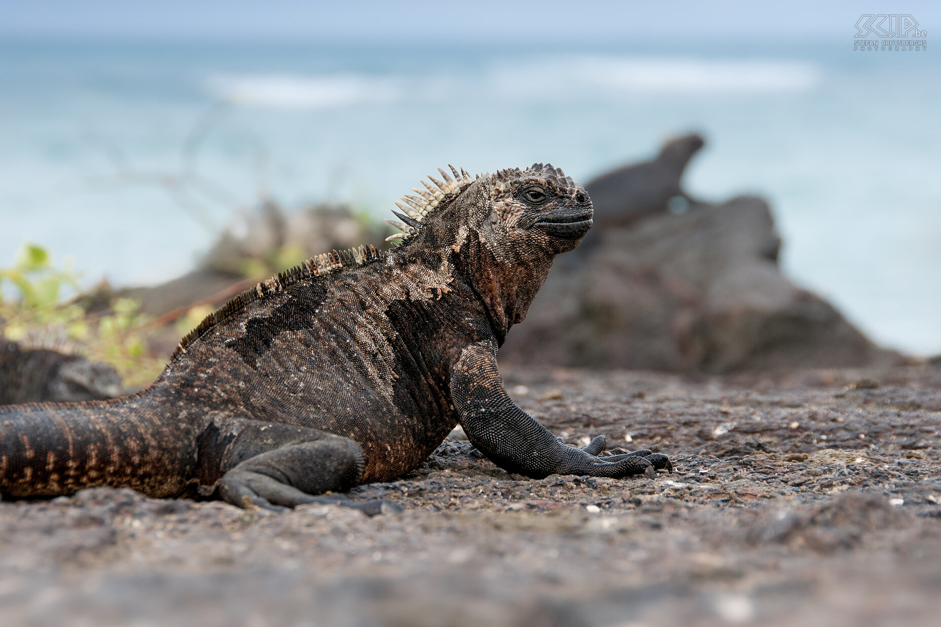 Galapagos - Isabela - Zeeleguaan The Galapagos eilanden zijn beroemd voor hun unieke zeeleguanen (amblyrhynchus cristatus) die je in grote getale kan terugvinden op stranden en rotsen. De zeeleguanen leven enkel van zeewier en daardoor zijn ze zeer afhankelijk van de stromingen rondom de eilanden en de jaarlijkse El Niño. Stefan Cruysberghs